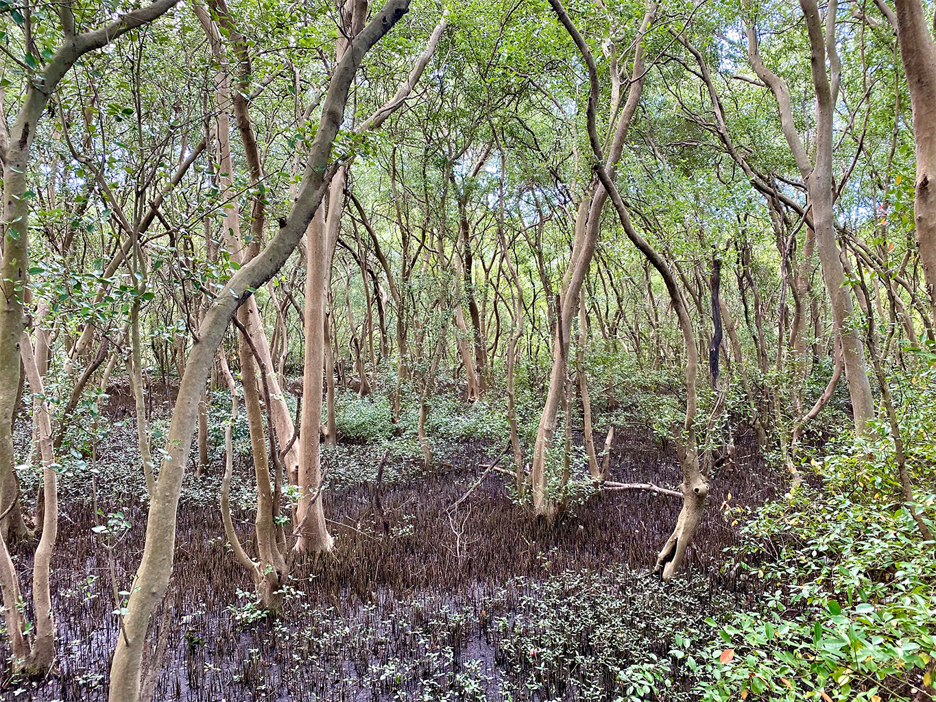 LPPWP is a sanctuary for more than 163 local and migratory bird species as well as 23 mangrove species and numerous types of commercially viable fish and mollusks.