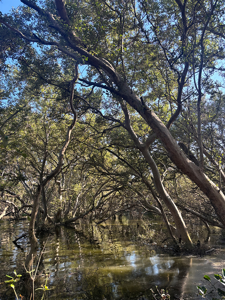Acting as buffer zones during storms, the mangrove forests reduce the intensity of coastal flooding while protecting fishing boats.