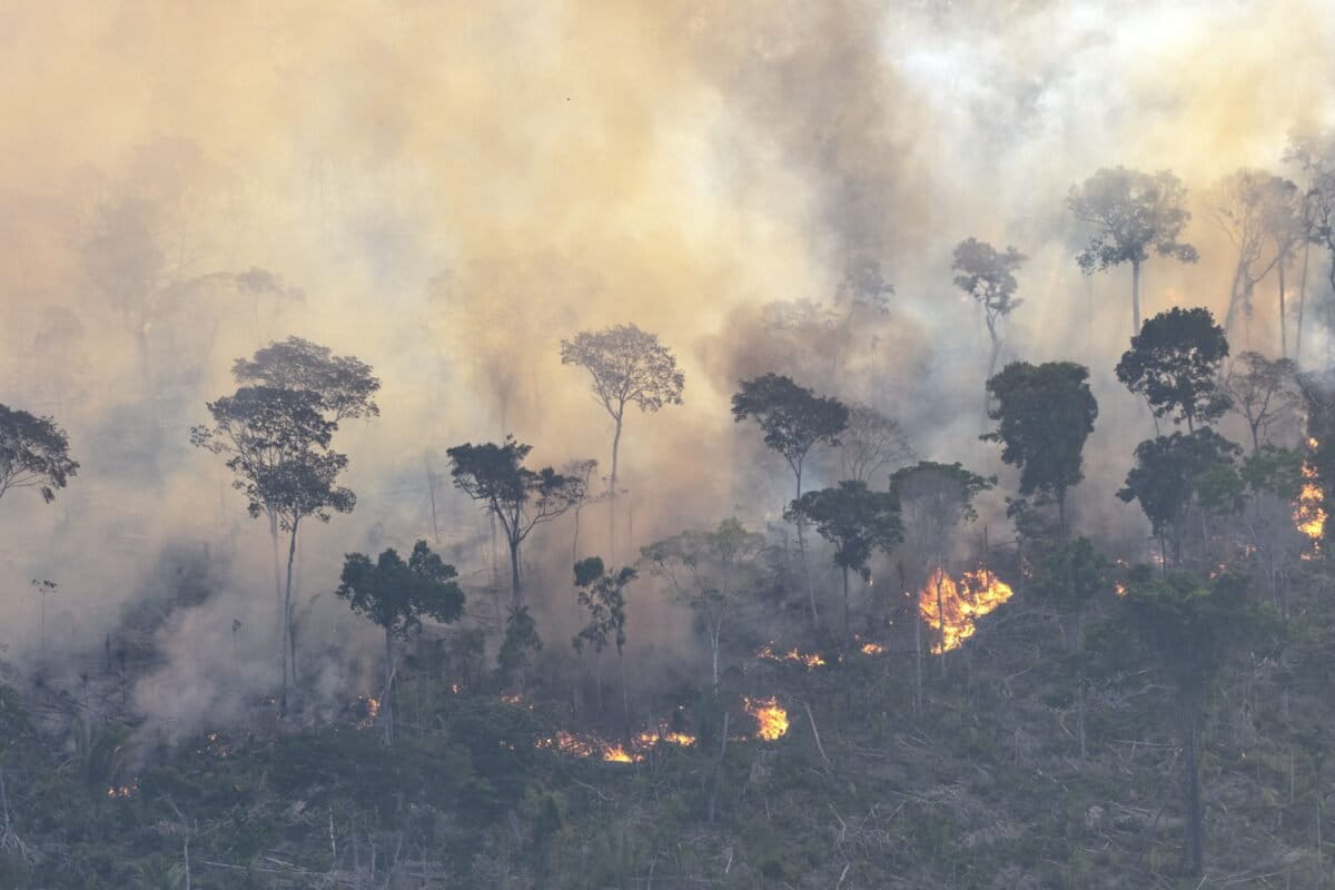 Amazon Rainforest hits record carbon emissions from 2024 forest fires