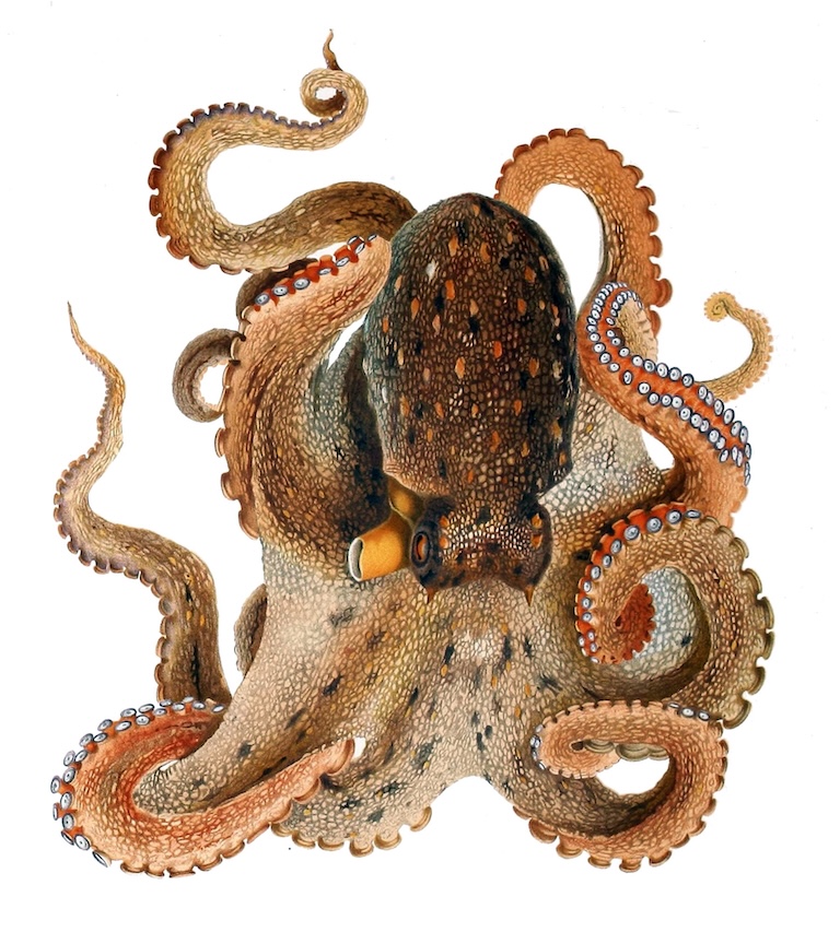 Common octopus illustration by Comingio Merculiano (1896). Image accessed via Wikimedia Commons.
