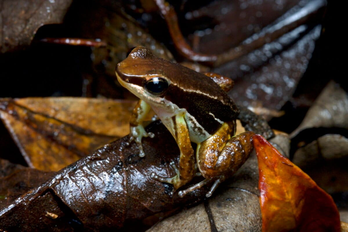 In Panama, poison dart frog move brings hope amid amphibians’ fight with fungus
