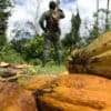 Cacao illegally farmed inside Côte d’Ivoire’s Cavally Forest Reserve. Image courtesy of Mighty Earth.