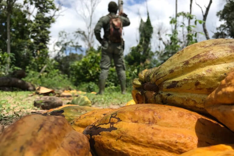 Cacao illegally farmed inside Côte d’Ivoire’s Cavally Forest Reserve. Image courtesy of Mighty Earth.