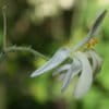 A flower of the Moringa oleifera tree, which is valued for its medicinal properties.