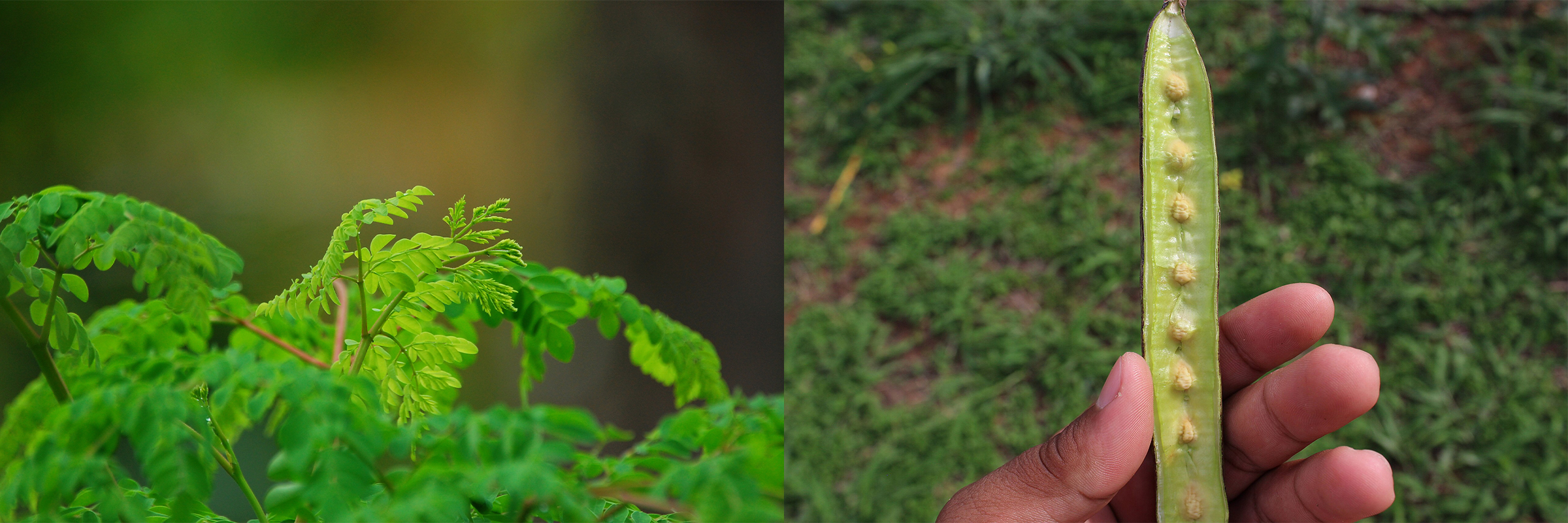 (Left) Moringa oleifera, a tree species native to India but also used in DRC for medicinal purposes. (Right) Moringa seeds. All parts of the plant are considered medicinal. 
