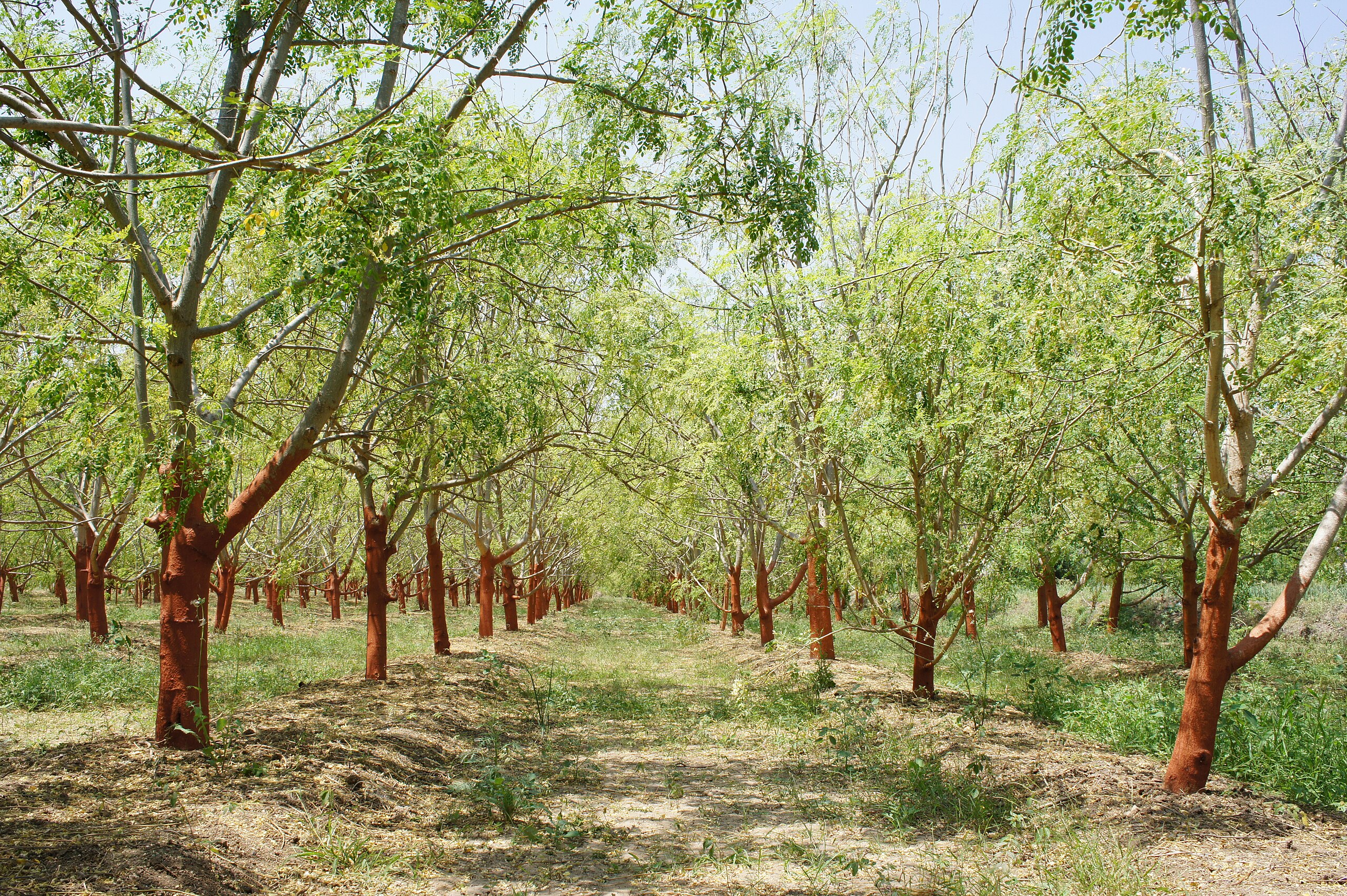 A moringa orchard in its native India. 