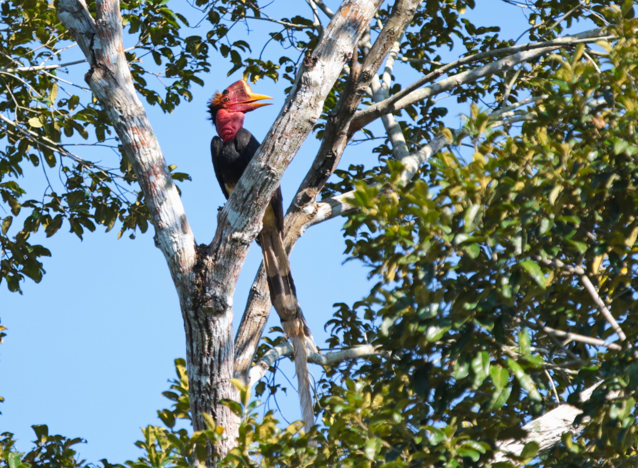 A critically endangered helmeted hornbill. Image by Ian Dugdale via iNaturalist (CC BY 4.0).
