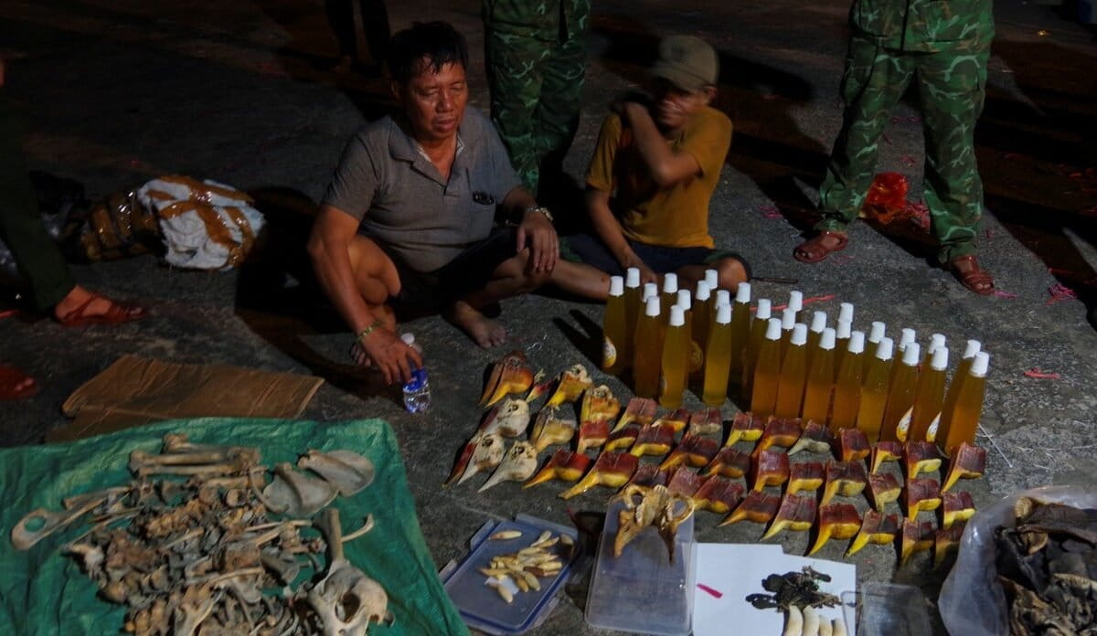 Authorities in Vietnam bust wildlife smugglers with tons of rare animal parts