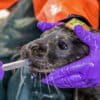 A harbor seal pup is carefully restrained by an animal care volunteer during a tube feeding at The Marine Mammal Center’s hospital and visitor center in Sausalito, California.