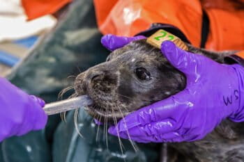 A harbor seal pup is carefully restrained by an animal care volunteer during a tube feeding at The Marine Mammal Center’s hospital and visitor center in Sausalito, California.