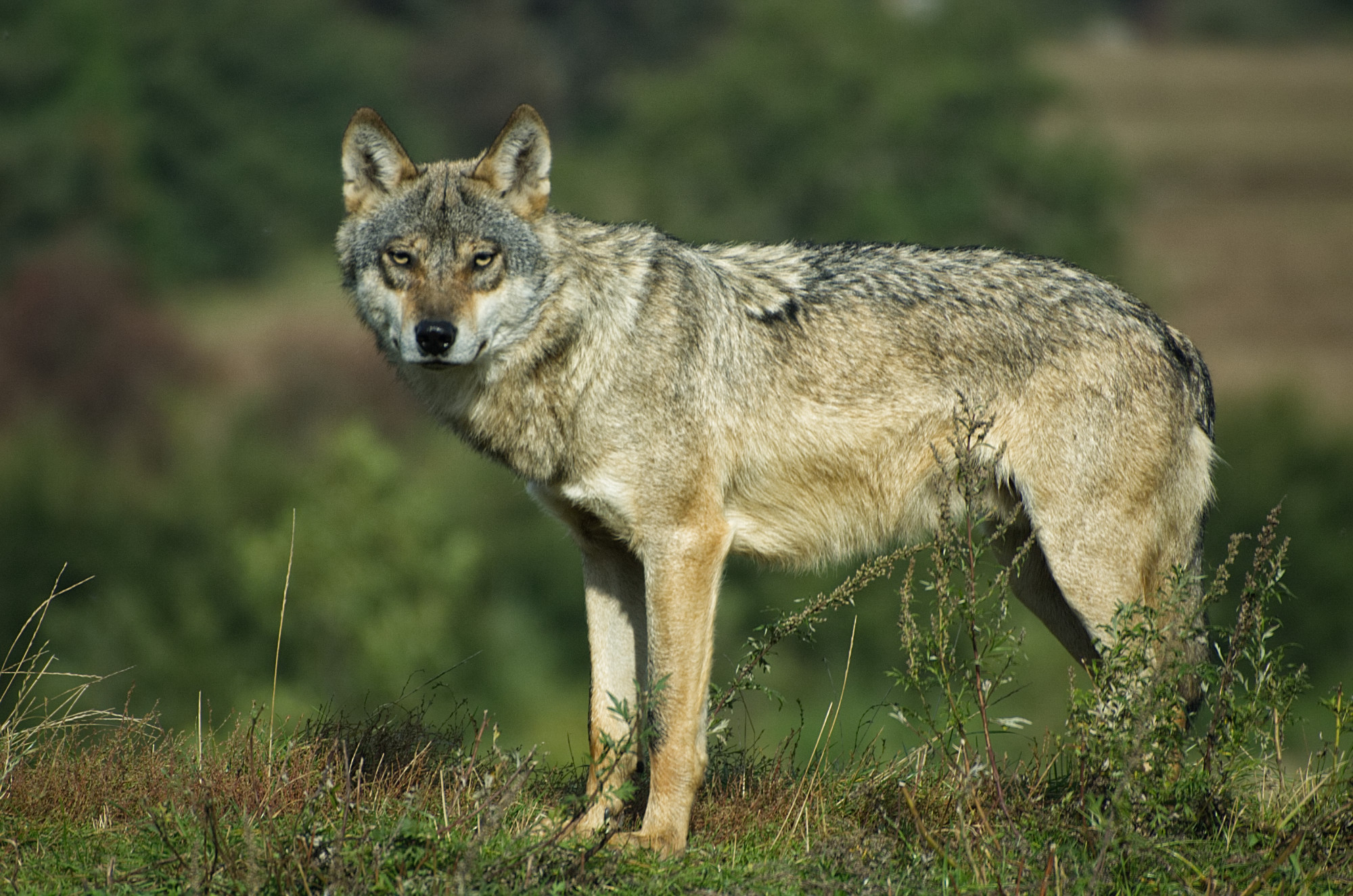 A gray wolf in Europe. Image by Mikkel Houmøller via Wikimedia Commons (CC BY-SA 4.0).