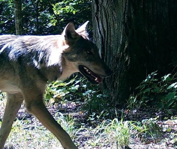Wolf in Poland's Tuchola Forest. Image courtesy of Dries Kuijper.