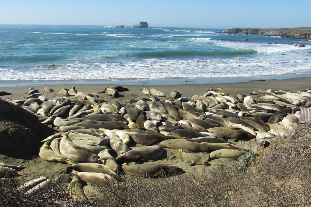 elephants-seals