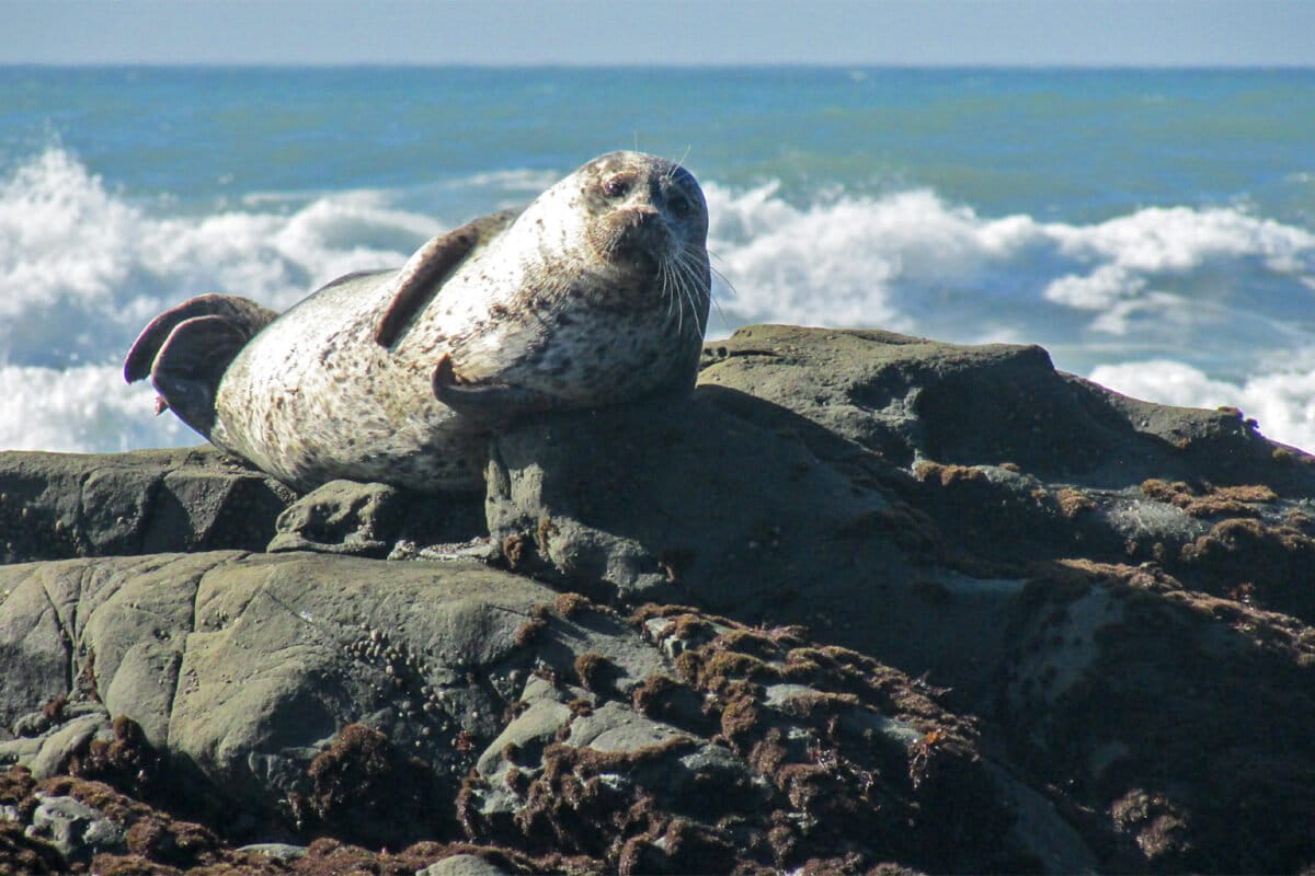 harbor-seal