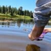 An endangered mountain yellow-legged frog leaps into its new home after being released into the lake. This release, a collaboration between Birch Aquarium, San Diego Zoo Wildlife Alliance, UCLA and Big Bear Alpine Zoo, is part of a long-running reintroduction program that began in 2010.