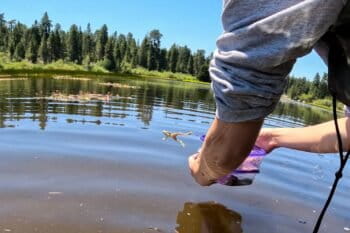 An endangered mountain yellow-legged frog leaps into its new home after being released into the lake. This release, a collaboration between Birch Aquarium, San Diego Zoo Wildlife Alliance, UCLA and Big Bear Alpine Zoo, is part of a long-running reintroduction program that began in 2010.