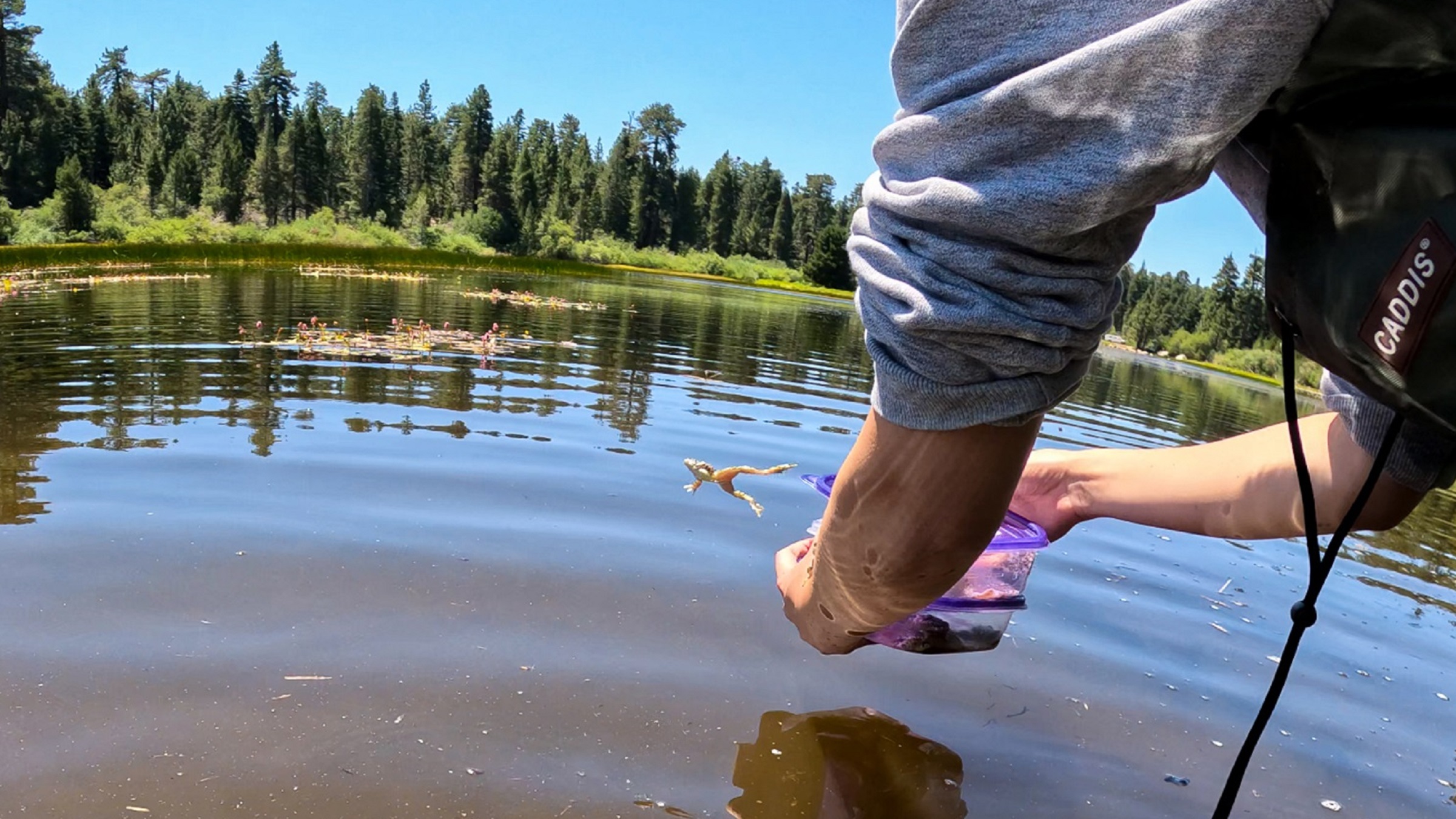 An endangered mountain yellow-legged frog leaps into its new home after being released into the lake. This release, a collaboration between Birch Aquarium, San Diego Zoo Wildlife Alliance, UCLA and Big Bear Alpine Zoo, is part of a long-running reintroduction program that began in 2010.