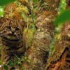 Guiña play an important role in maintaining ecological balance in their forest habitat, preying upon and helping control rodents including the long-tailed colilargo