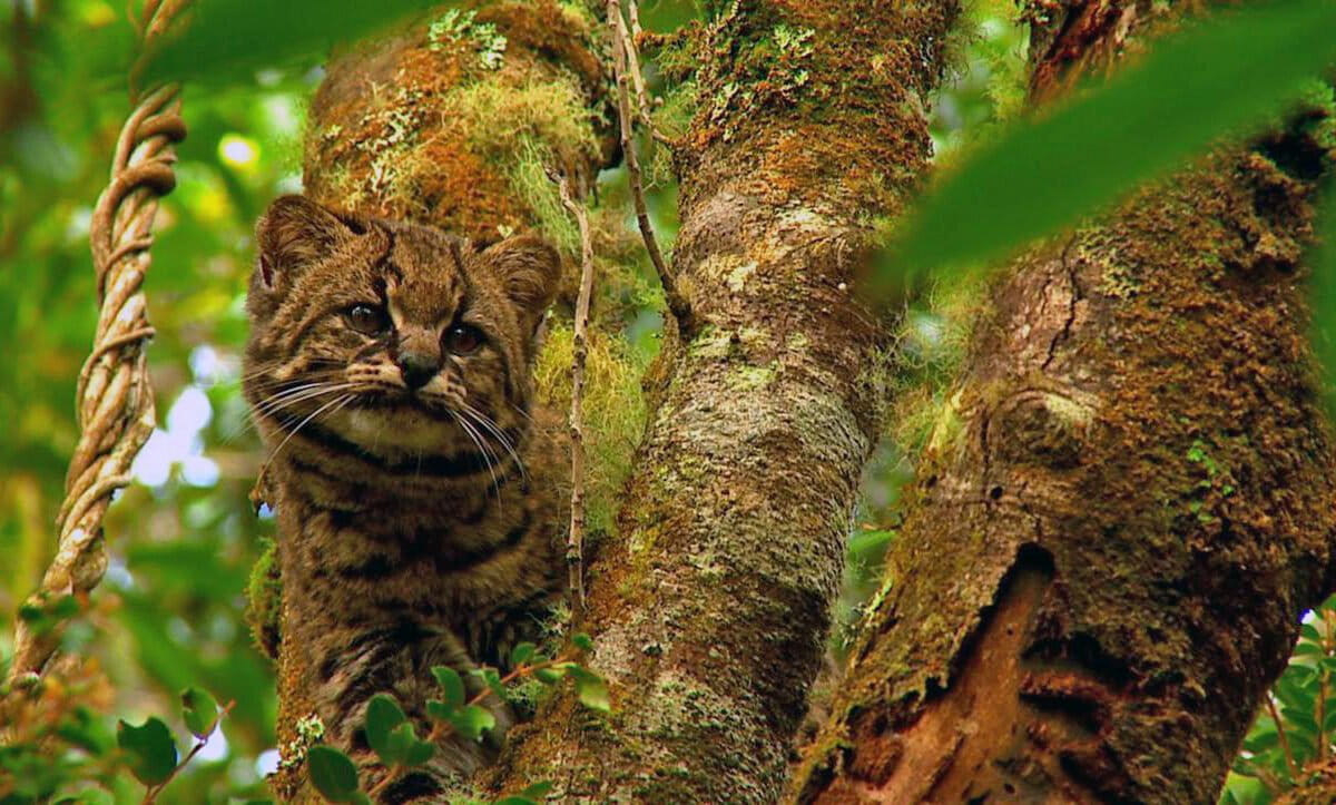 IUCN downgrades guiña threat status, prompting conservation warning
