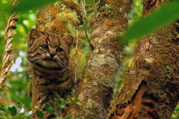 Guiña play an important role in maintaining ecological balance in their forest habitat, preying upon and helping control rodents including the long-tailed colilargo