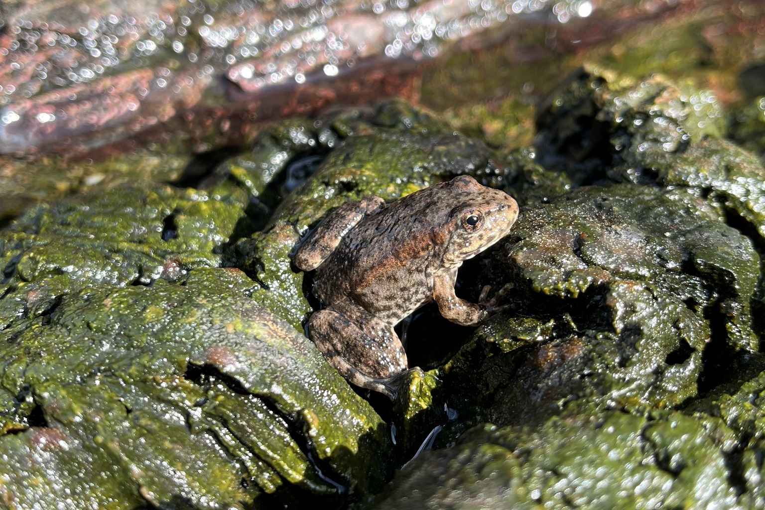 Mountain yellow-legged frogs were once highly abundant in mountain ranges in Southern California. Over the past decades, their numbers have fallen dramatically.