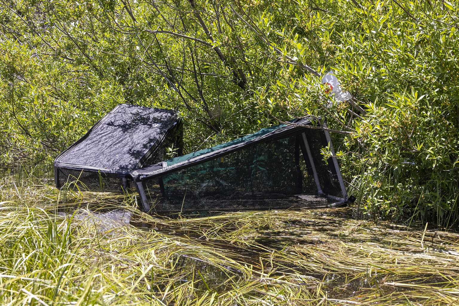 The frogs are kept in an acclimation chamber prior to their release.