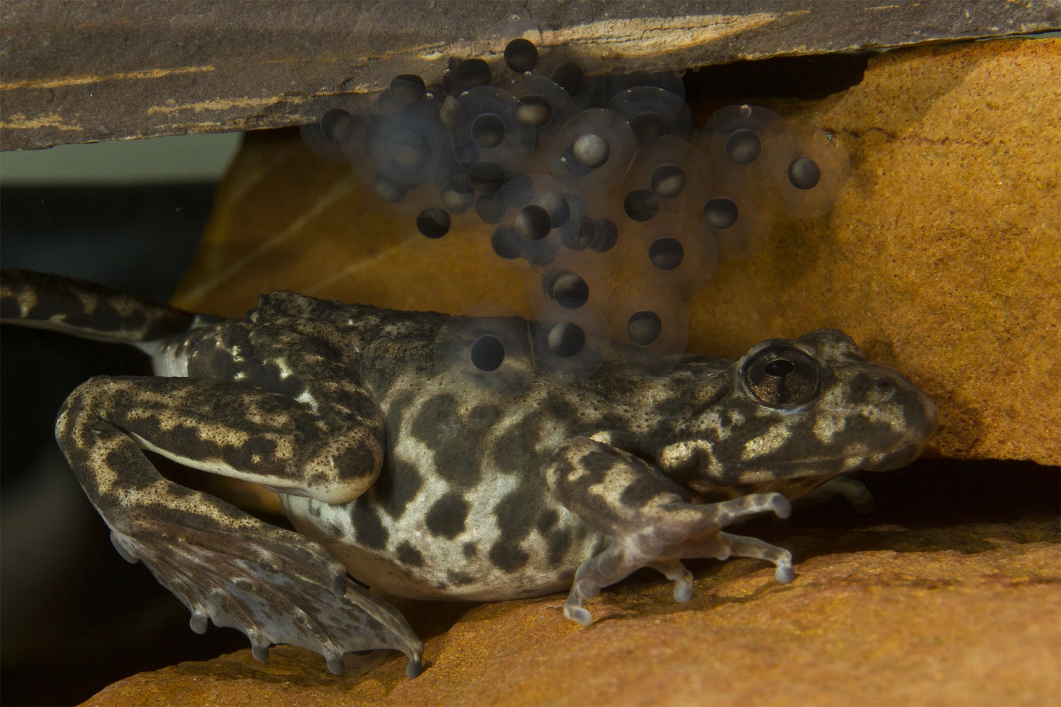 San Diego Zoo breeds mountain yellow-legged frogs. It employs artificial reproductive technologies, such as collecting sperm from males in the wild, and cryopreserving gametes to ensure genetic diversity is not lost.