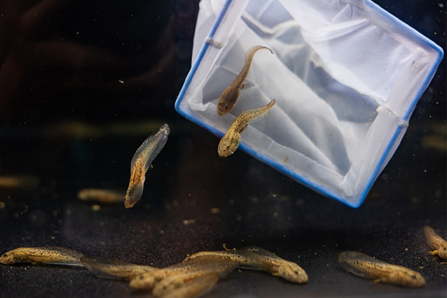 Tadpoles being raised at Birch Aquarium, part of a consortium effort to stave off extinction of the mountain yellow-legged frog. Conservationists are trialing new approaches such as “priming” frogs against the deadly chytrid fungus prior to release.