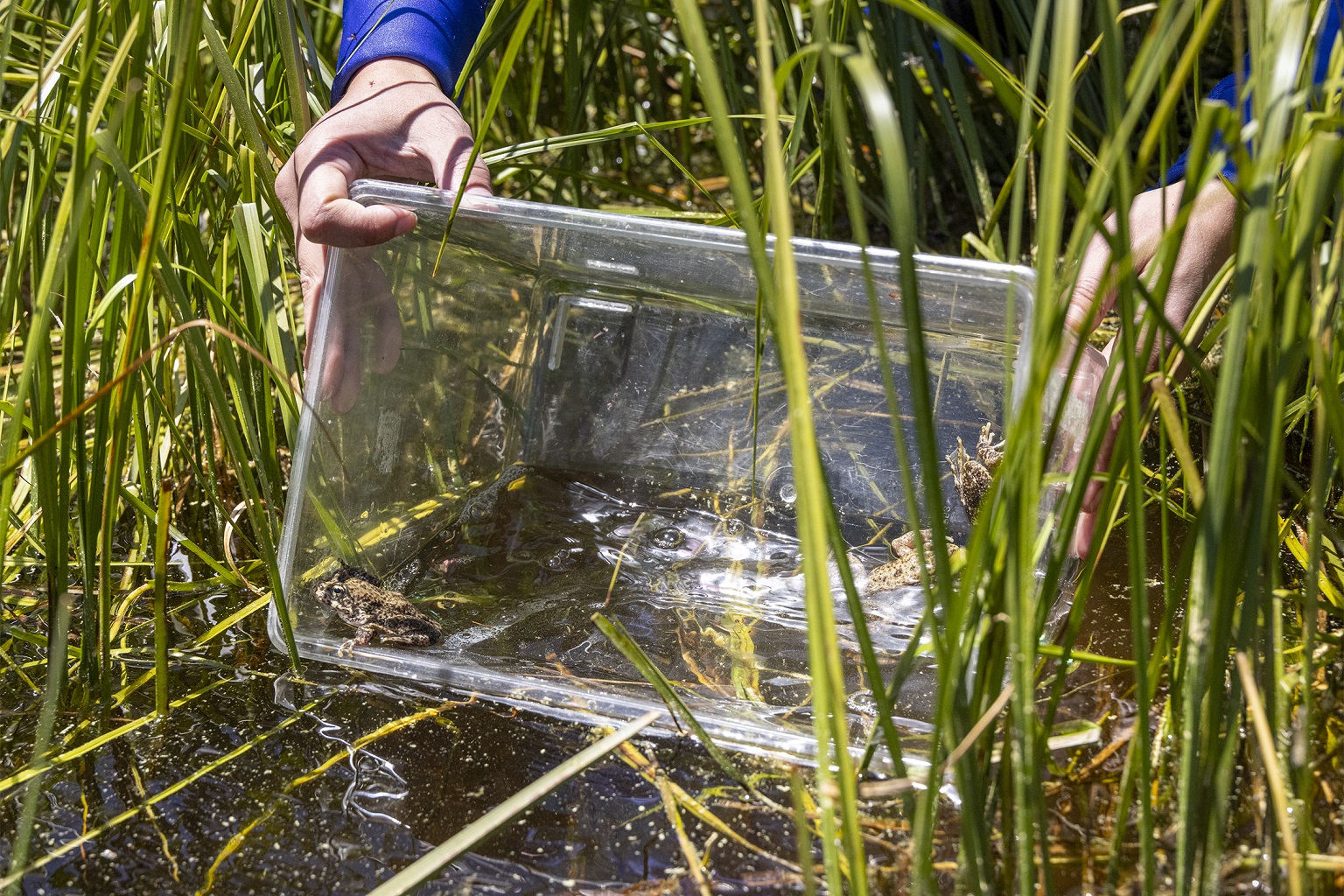 Since 2010, conservationists have released more than 15,000 mountain yellow-legged frogs. Ensuring their survival in the wild against multiple threats, particularly chytrid fungus, remains a major challenge.