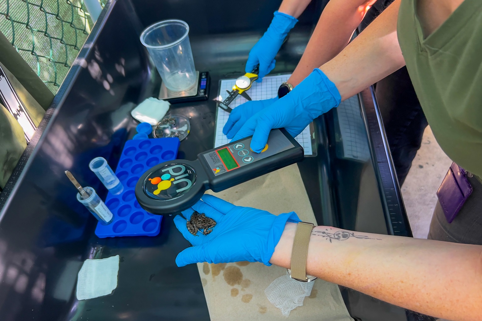 Mountain yellow-legged frogs are tagged with passive integrated transponders (or PIT tags) prior to their reintroduction to enable researchers to identify individual frogs in the wild.