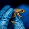 Mountain yellow-legged frogs have a wide array of color variations, ranging from yellow and brown to red and gray.