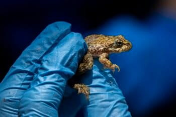 Mountain yellow-legged frogs have a wide array of color variations, ranging from yellow and brown to red and gray.