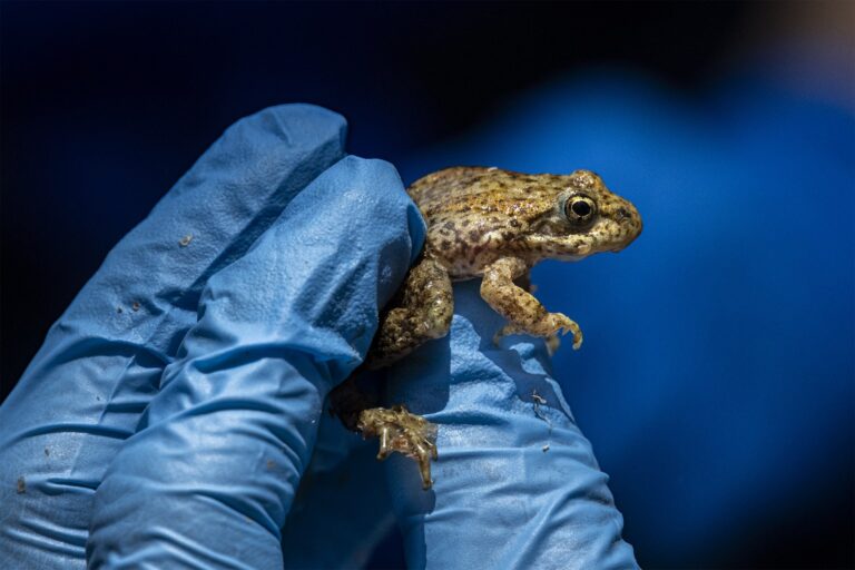 Mountain yellow-legged frogs have a wide array of color variations, ranging from yellow and brown to red and gray.