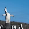 A waddle of chinstrap penguins (Pygoscelis antarctica) on Deception Island, Antarctica. Image courtesy of Jay Williams / WWF.