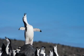 A waddle of chinstrap penguins (Pygoscelis antarctica) on Deception Island, Antarctica. Image courtesy of Jay Williams / WWF.