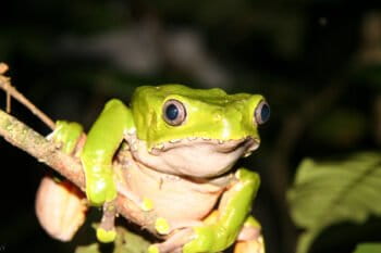 Giant monkey frog in the Western Amazon. Image by Rhett Ayers Butler