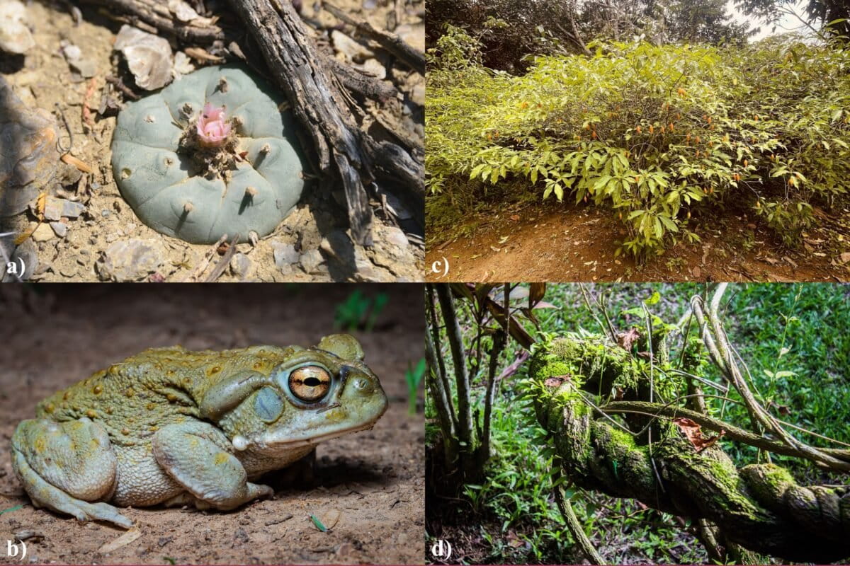 Four species from the paper's case studies: (a) Lophophora williamsii, photo by A. Ermakova; (b) Incilius alvarius, photo by Rodolpho Vega Littlewood; (c) Tabernanthe iboga, photo by Yann Guignon; (d) Banisteriopsis caapi, photo by Apollo (CC license).