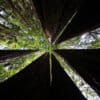 Redwoods in California. Photo by Rhett Ayers Butler.