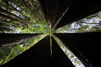 Redwoods in California. Photo by Rhett Ayers Butler.