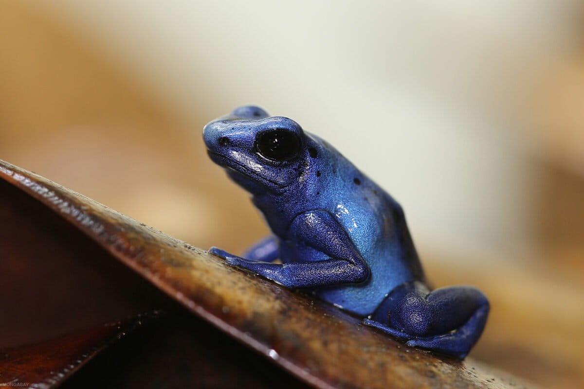 The bias in saving nature: How conservation funding favors the familiar