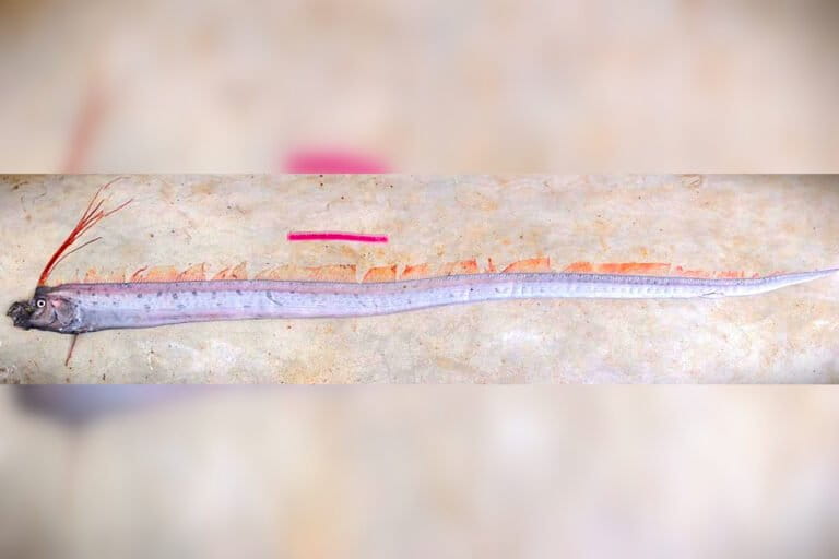 A 2.6 meter-long (8.5-ft) oarfish (Regalecus russelii) caught off the western coast of Sri Lanka is the first record of the world’s longest fish in its waters.