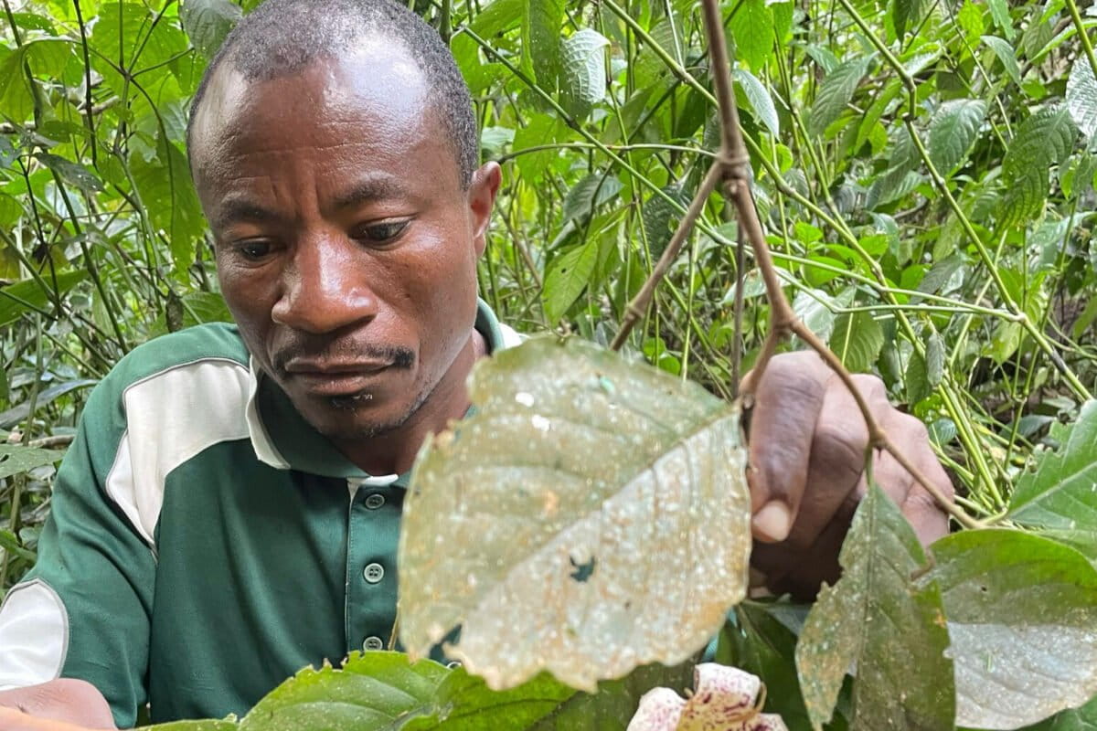 Tanzanian conservationists mourn death of plant expert Aloyce Mwakisoma