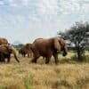 Elephants move along a migration corridor in Kenya. Image courtesy of Hillary Rosner.