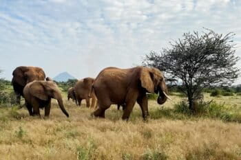 Elephants move along a migration corridor in Kenya. Image courtesy of Hillary Rosner.