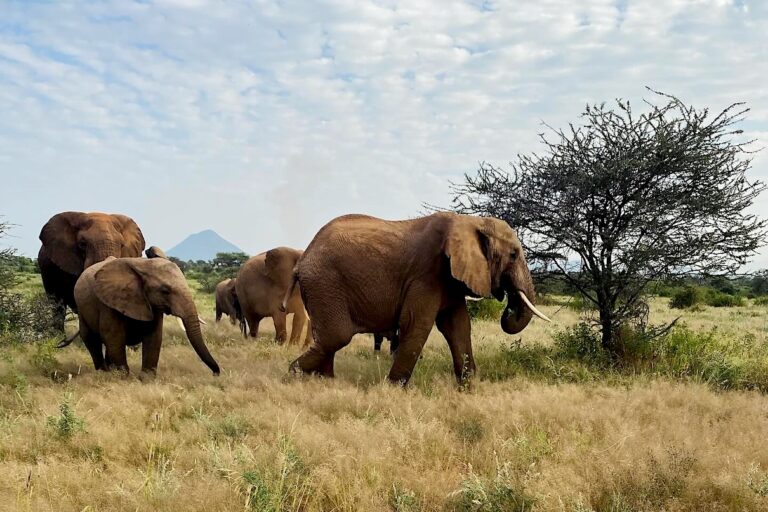 Elephants move along a migration corridor in Kenya. Image courtesy of Hillary Rosner.