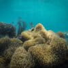 Coralscape in Komodo, Indonesia. Photo by Rhett Ayers Butler