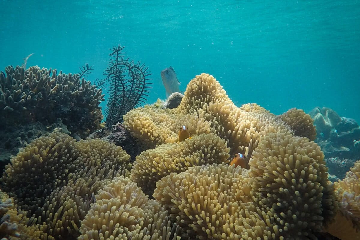 Protecting Earth’s oldest data system: the case for biodiversity