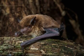 Pipistrellus etula. Image courtesy of Laura Torrent