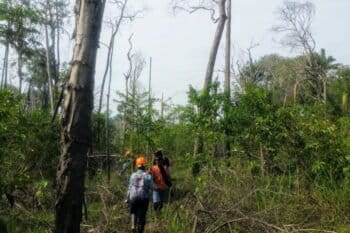 Forest recovery in the Brazilian Amazon. Image courtesy of Celso Silva Junior.
