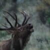 An elk in the Rocky Mountains, where the headwaters of the Colorado River lie. Image courtesy of Fin and Fur Films.